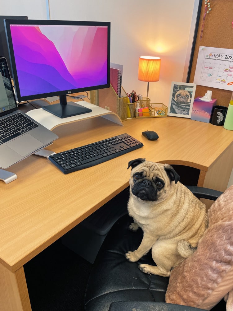 Dexter in the Office