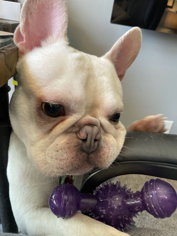 blaze - Lisa Raehsler