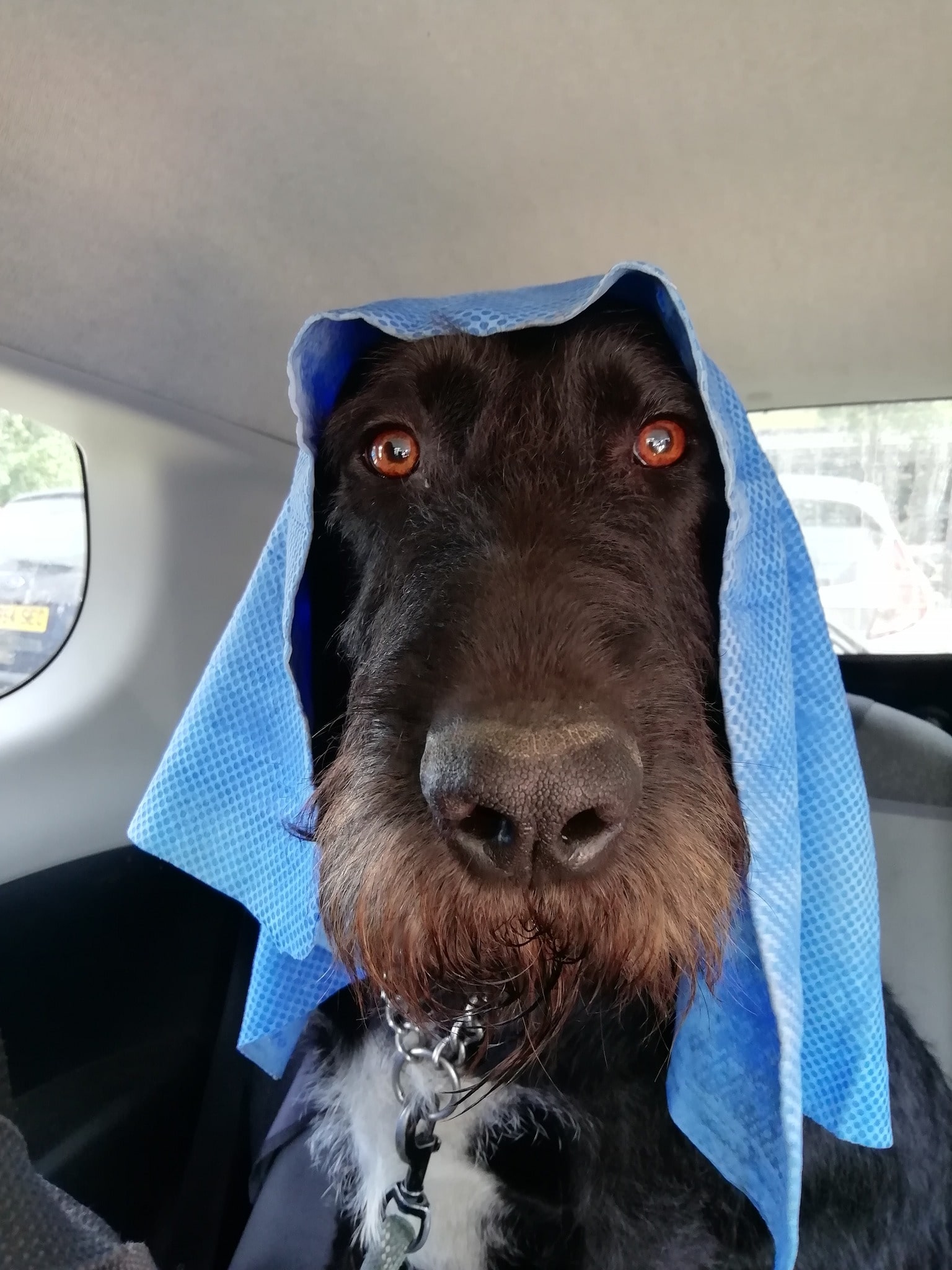 Frank - a rescue pudelpointer