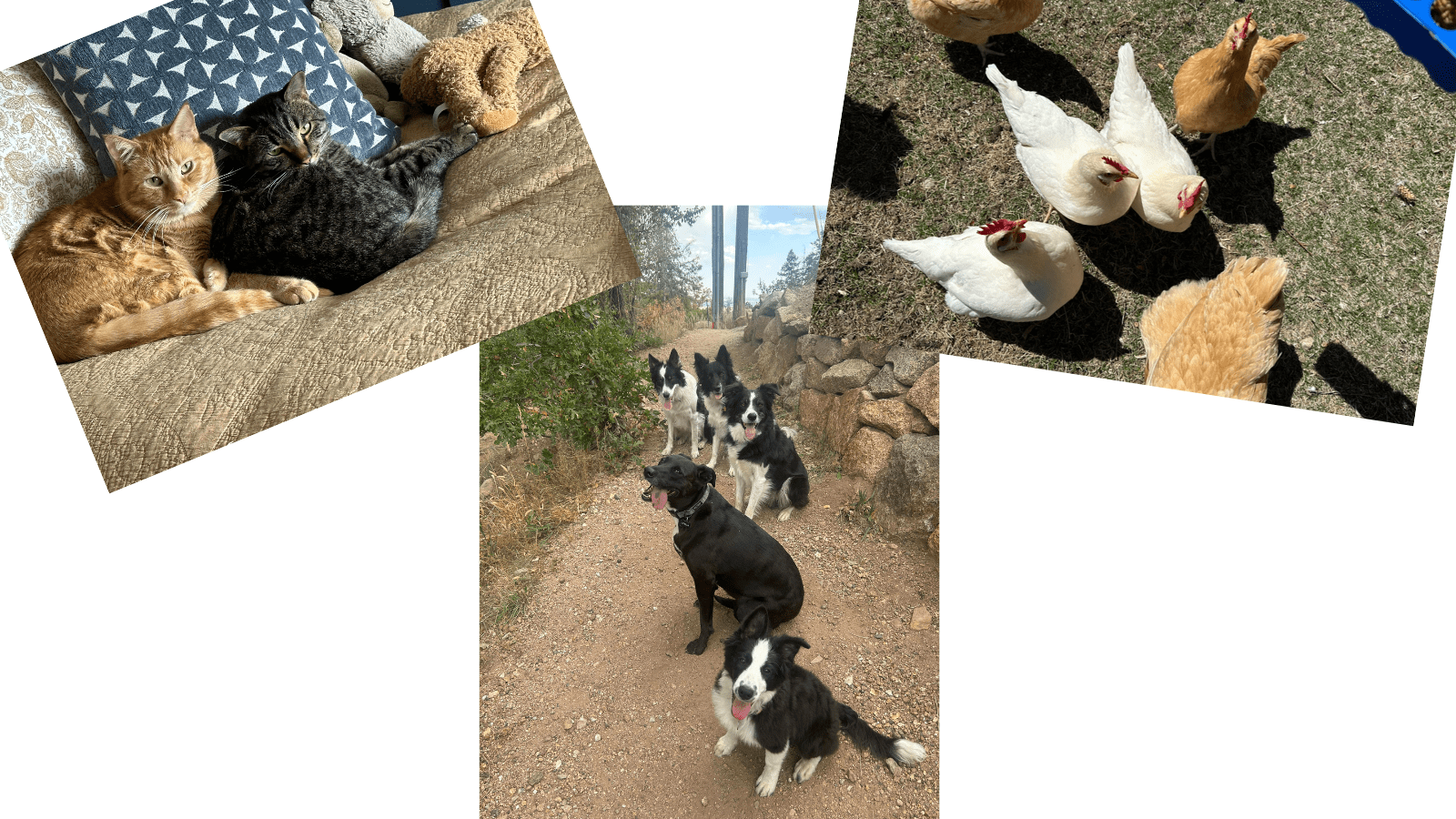 Animals - Dillon Loomis