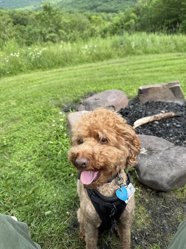 I have a mini goldendoodle, Clayton! 